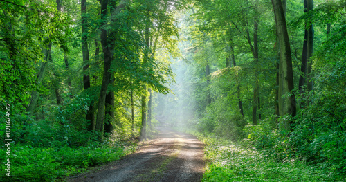 Obraz na płótnie Panorama of Footpath through Beech Forest with Sunbeams and Morning Fog w salonie