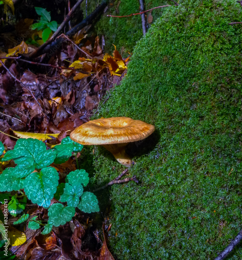 The brown roll-rim, common roll-rim (Paxillus involutus) The brown roll-rim, common roll-rim (Paxillus involutus)