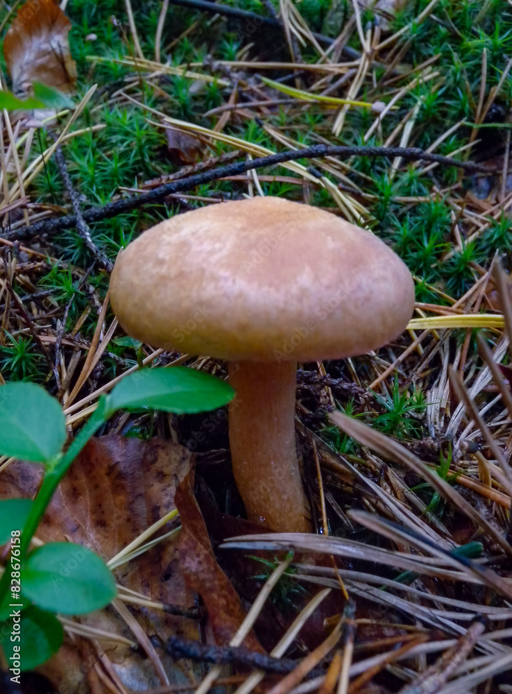 Suillus bovinus - mushroom in the forest in Ivano-Frankivsk region, Ukraine Suillus bovinus - mushroom in the forest in Ivano-Frankivsk region, Ukraine