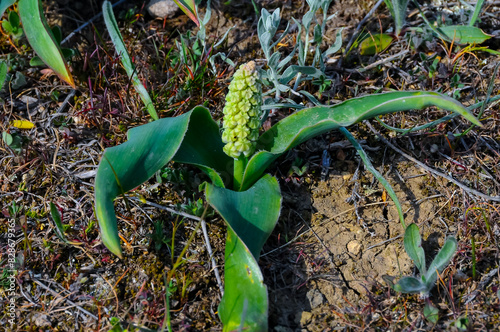 Bellevalia speciosa - rare wild plant with buds on the slopes of the mountains of the ancient volcano Karadag photo