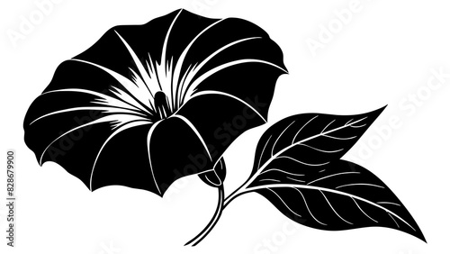 moonflower flower vector silhouette illustration photo