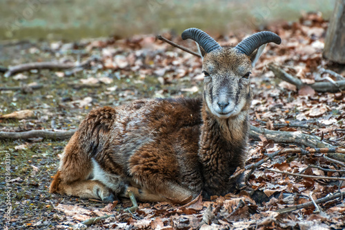 Eurasian dam deer with branched palmate antlers, with white-spotted reddish-brown coat. animal in the forest. Closeup portrait of a deer. photo