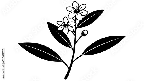 waxflower vector silhouette illustration