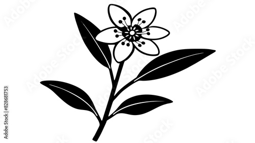 waxflower vector silhouette illustration
