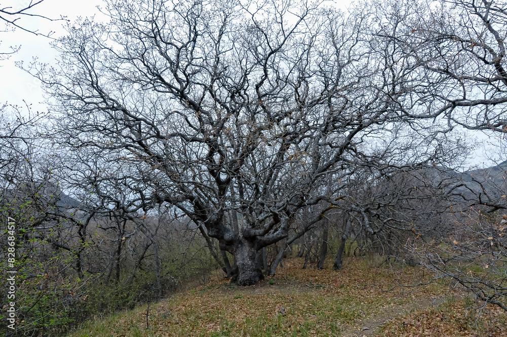 Big old tree in the valley near the mountain of the ancient volcano Karadag Big old tree in the valley near the mountain of the ancient volcano Karadag