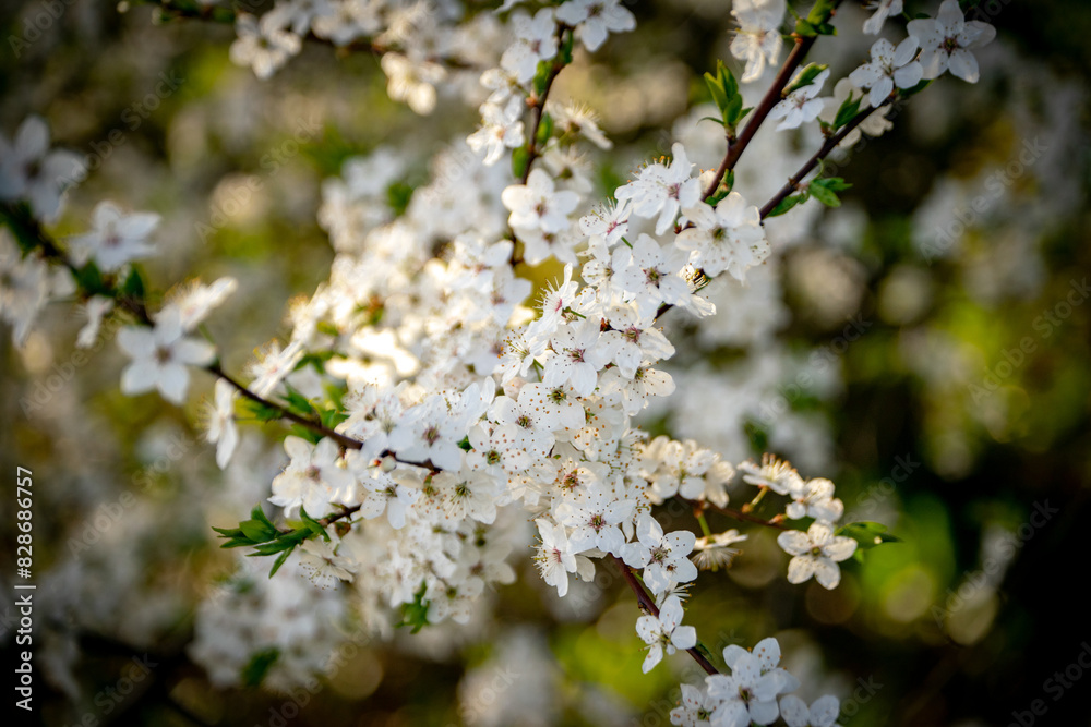 Obraz premium blooming cherry tree