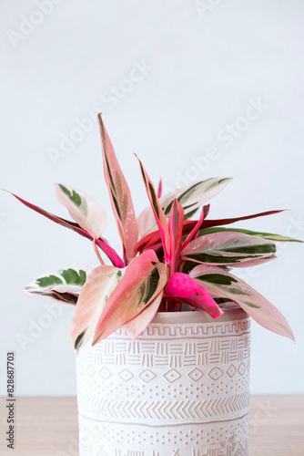 Variegated stromanta tricolor in white ceramic pot on table on light blue background. Indoor plants in pots, green home decor, care and cultivation. Selective foces.. photo