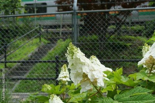 フェンスのそばでカシワバアジサイが咲き始めました