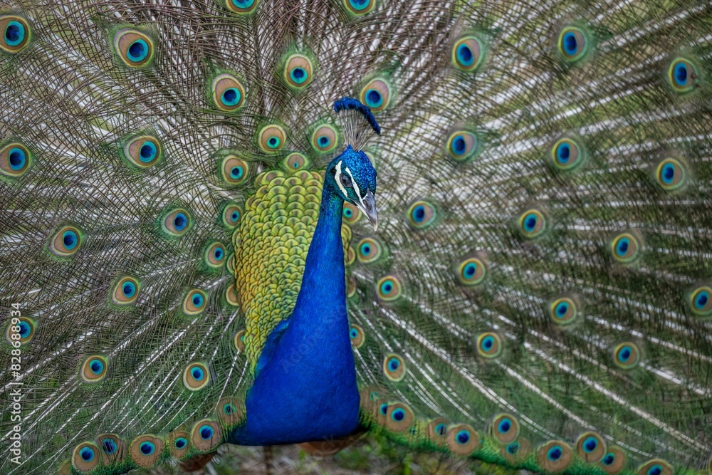 Obraz premium peacock