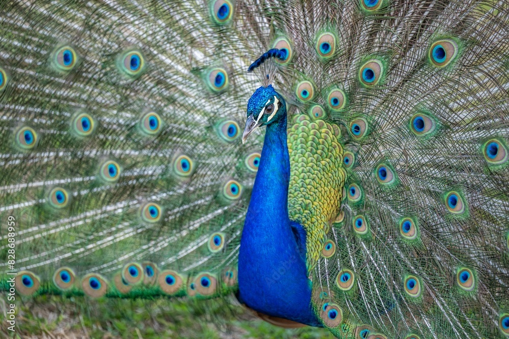 Obraz premium peacock