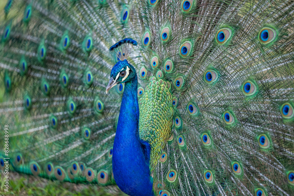 Naklejka premium peacock