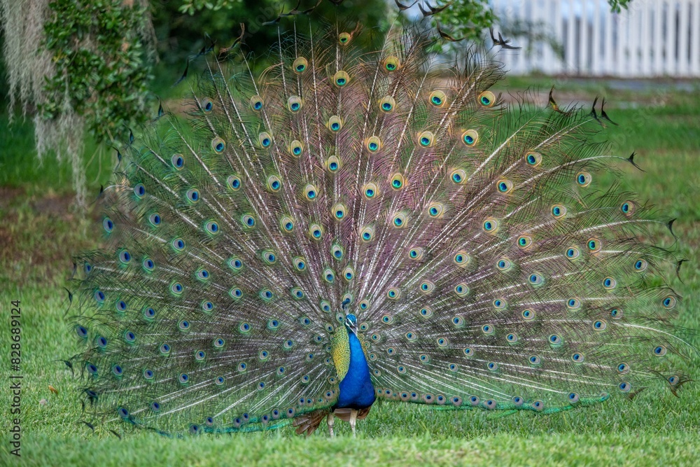 Obraz premium peacock