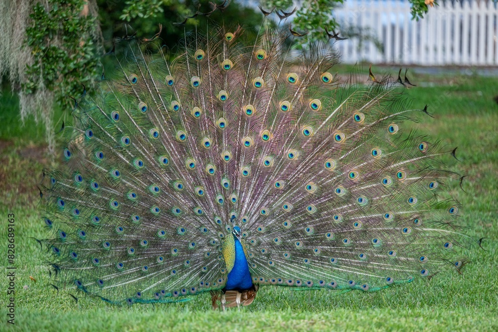 Obraz premium peacock