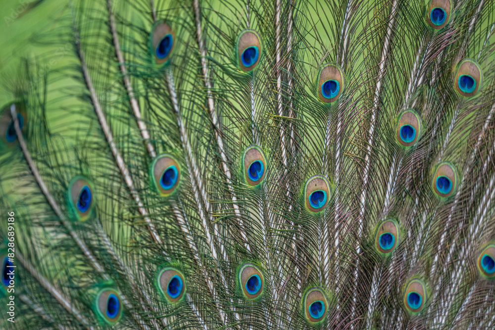 Obraz premium peacock