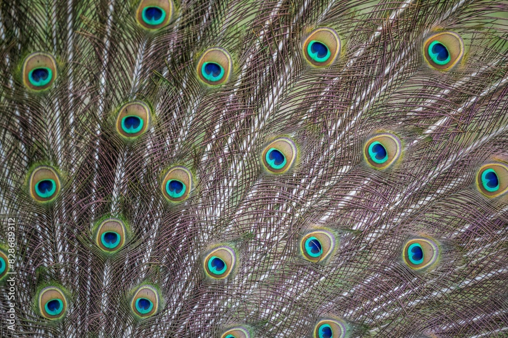 Obraz premium peacock