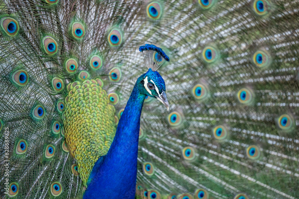 Obraz premium peacock