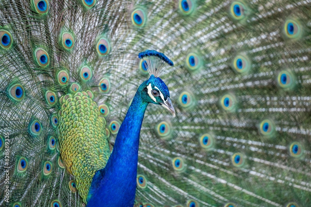 Fototapeta premium peacock
