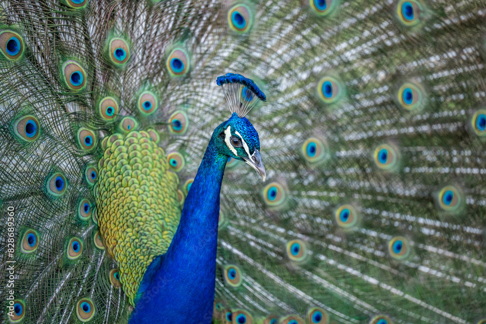 Obraz premium peacock