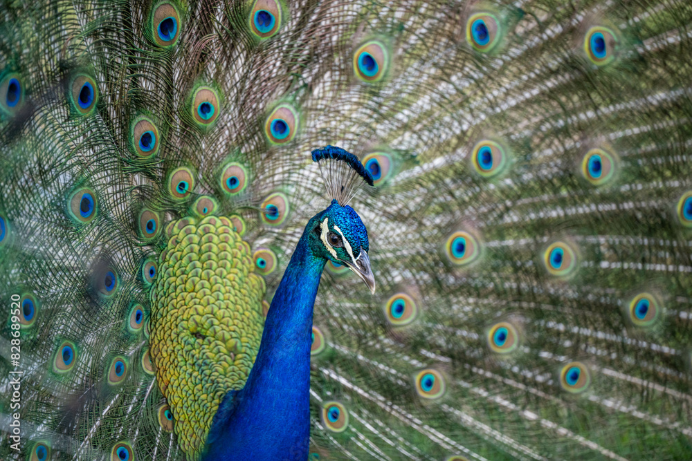 Fototapeta premium peacock