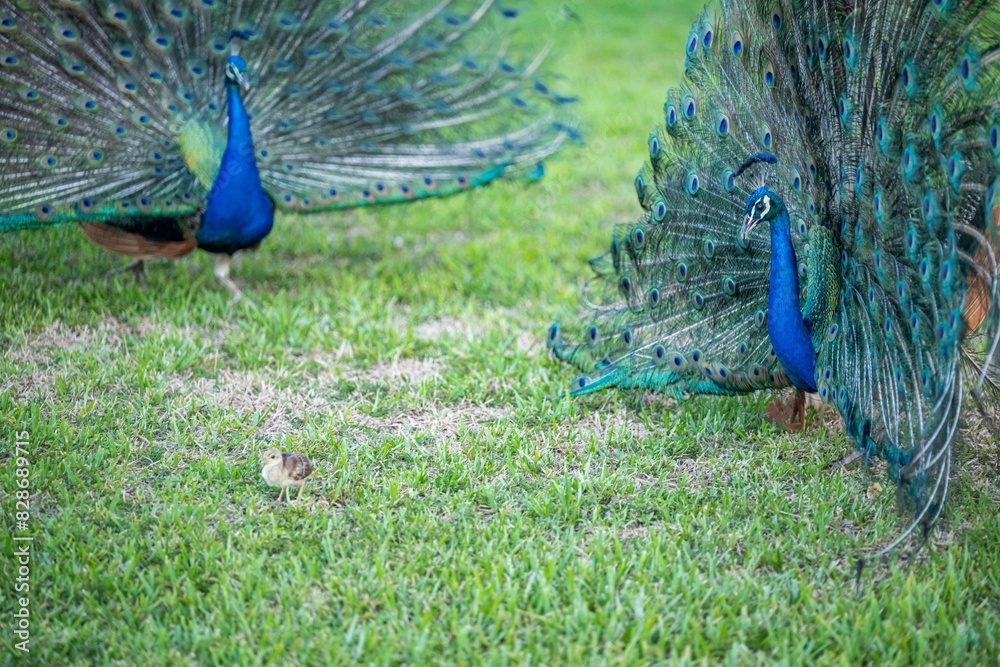 Fototapeta premium peacock