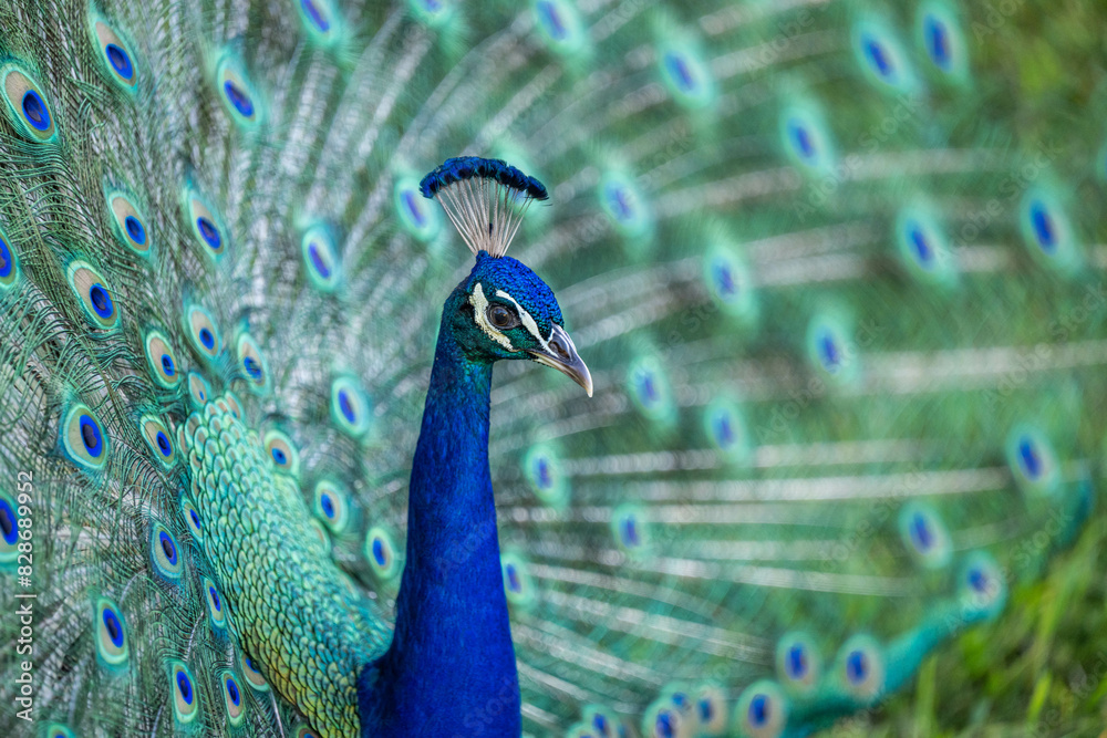 Obraz premium peacock