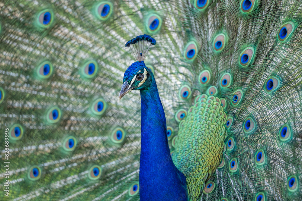Obraz premium peacock