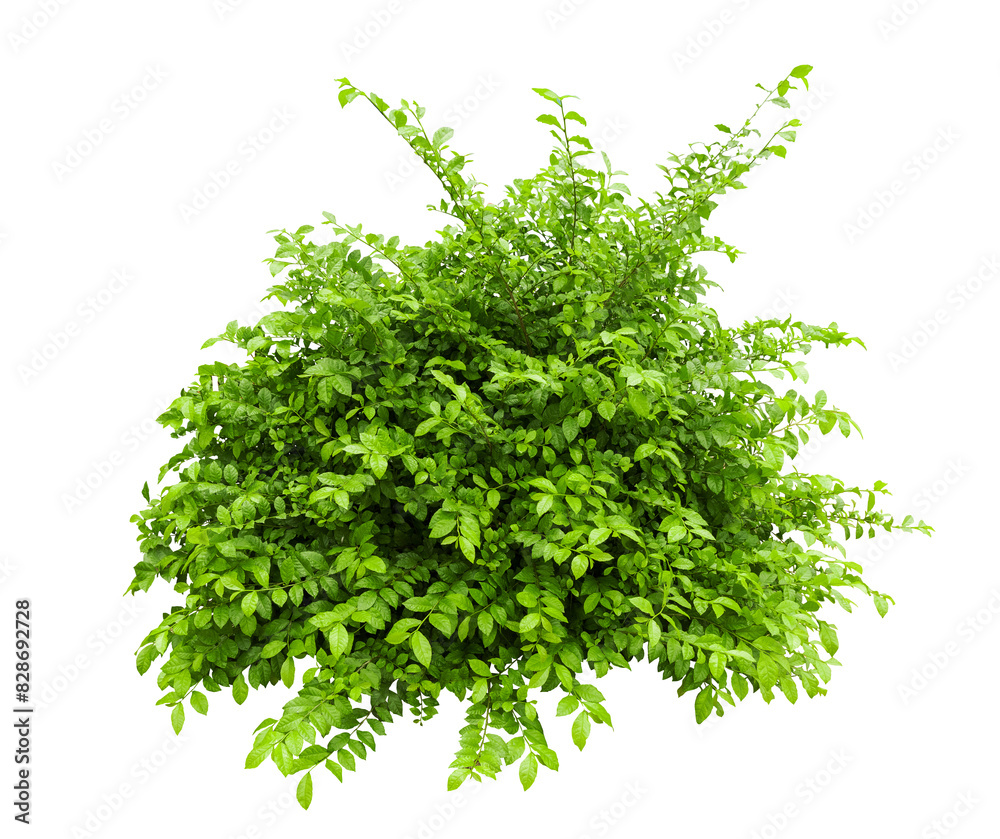 Obraz premium Tropical plant fence bush green shrub tree isolated on white background with clipping path.