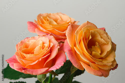 Orange roses on a white background