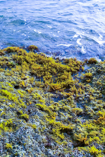 Chondrophycus sp., (CERAMIALES, RHODOPHYTA), algae on the rocks in the splash zone on the island of Gozo, Malta photo