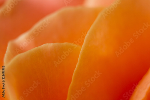 Orange roses oRose petals close up with low depth of fieldn a white background