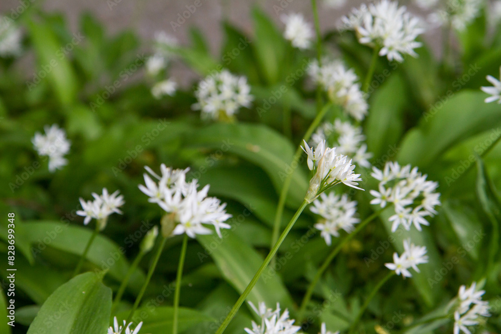 Wild garlic (Allium ursinum) plant blooming Wild garlic (Allium ursinum) plant blooming