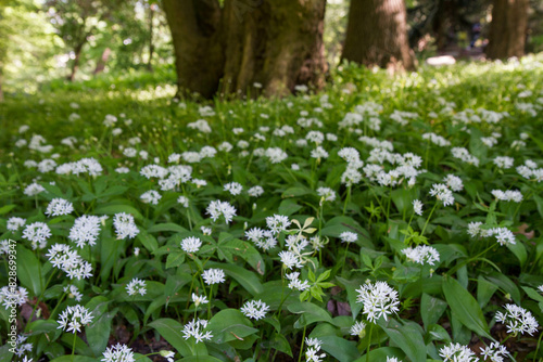 Wild garlic (Allium ursinum) plant blooming under a tree	
