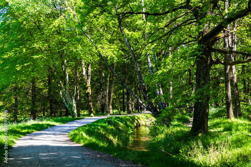 Chemin au bord du Lac de Saint-Ferréol, classé au Patrimoine Mondial de l’UNESCO, avec ses alignements de platanes photo