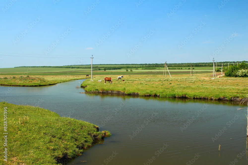 A cow in a field A cow in a field