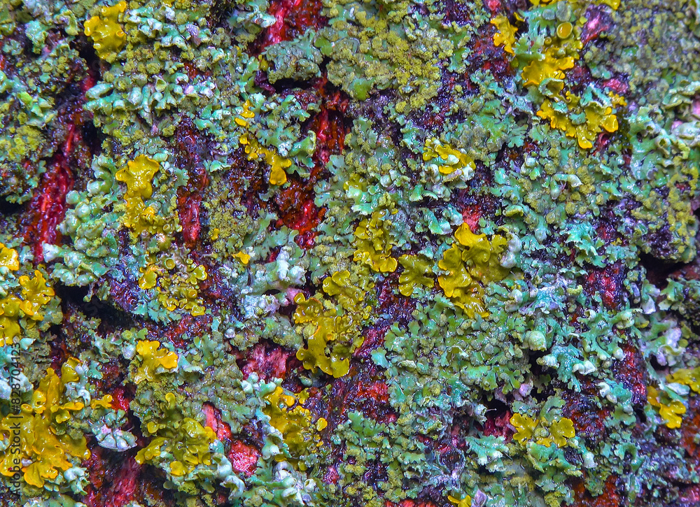 Lichens overgrown tree trunk, symbiosis of fungus and algae, indicator species Lichens overgrown tree trunk, symbiosis of fungus and algae, indicator species