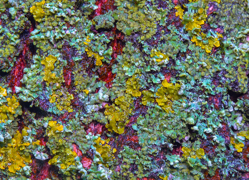 Lichens overgrown tree trunk, symbiosis of fungus and algae, indicator species