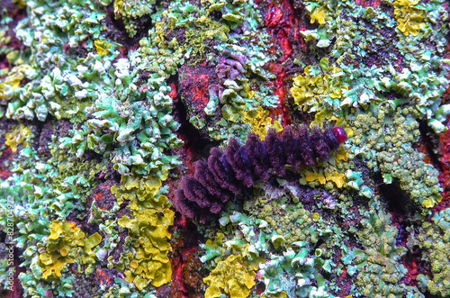 Butterfly caterpillar crawls over lichens, The nine-spotted moth or yellow belted burnet (Amata phegea, Syntomis phegea) photo