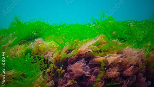 Underwater landscape, Black Sea. Green, red and brown algae on the seabed photo