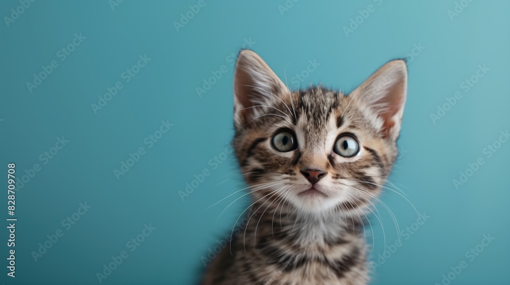 Portrait of a cute cat Portrait of a cute cat
