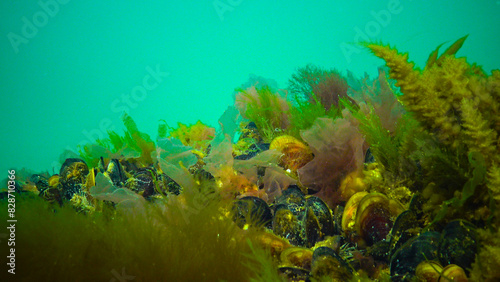 Underwater landscape, Black Sea. Green, red and brown algae on the seabed photo