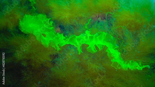 Underwater landscape  Black Sea. Green  red and brown algae on the seabed
