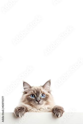 Vertical image of Adorable Ragdoll cat peeking over a white ledge against a white background, for text or advertisement, Ideal for pet-related content and marketing, AI-generated
