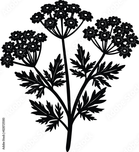 Yarrow flower Silhouette Vector illustration design
