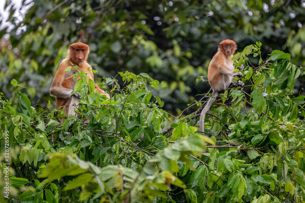 Fototapeta premium Proboscis Monkey - Nasalis larvatus, beautiful unique primate with large nose endemic to mangrove forests of the southeast Asian island of Borneo.