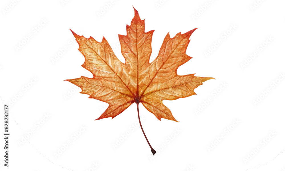 Autumn maple leaf. Trees. Illustration on a transparent background. Autumn maple leaf. Trees. Illustration on a transparent background.