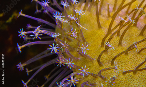 Tentacles of large sea anemone in a marine aquarium, macro photography in an aquarium with tropical reef fish photo