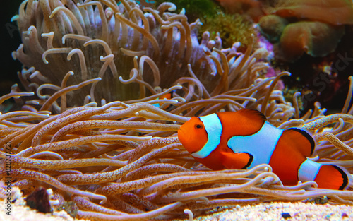 Clown fish, Anemonefish (Amphiprion ocellaris) swim among the tentacles of anemones photo