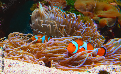 Clown fish, Anemonefish (Amphiprion ocellaris) swim among the tentacles of anemones photo