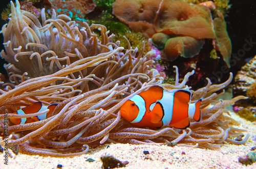 Clown fish, Anemonefish (Amphiprion ocellaris) swim among the tentacles of anemones