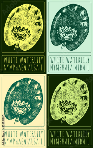 Set of vector drawing WHITE WATERLILY in various colors. Hand drawn illustration. The Latin name is NYMPHAEA ALBA L